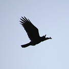Corbeau à gros bec