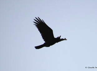 Corbeau à gros bec