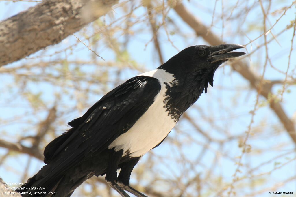 Corbeau pie