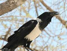 Pied Crow