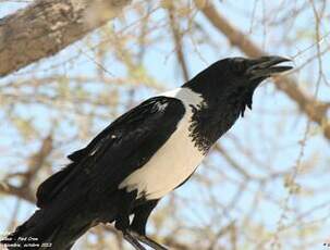 Corbeau pie