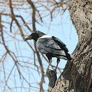 Pied Crow