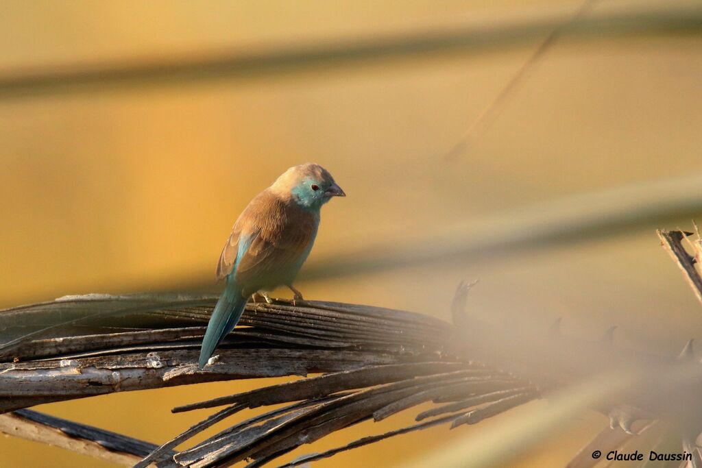 Blue Waxbill