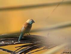 Blue Waxbill