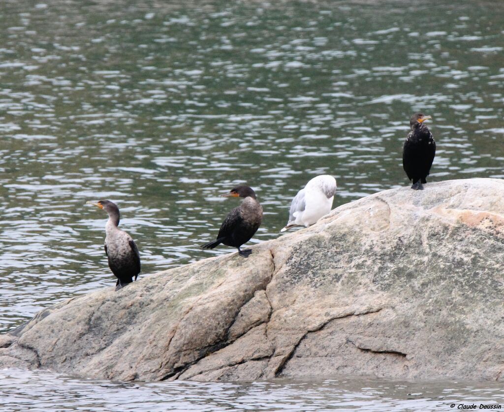 Double-crested Cormorant