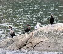 Cormoran à aigrettes