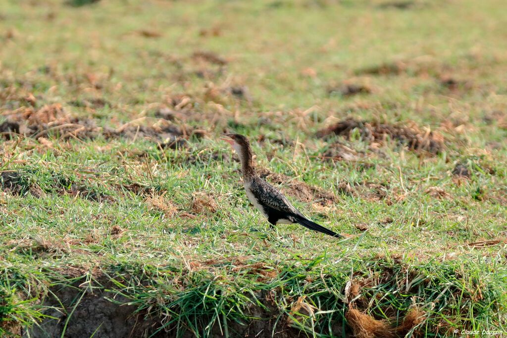 Cormoran africain