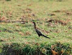 Reed Cormorant