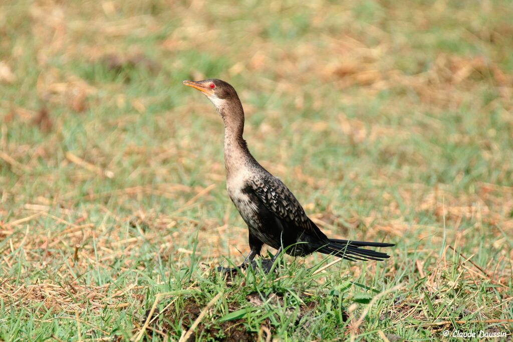 Reed Cormorant