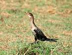 Cormoran africain
