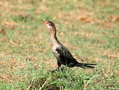 Reed Cormorant