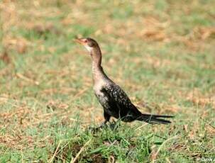 Cormoran africain