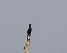Cormoran de Vieillot