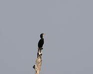 Cormoran de Vieillot