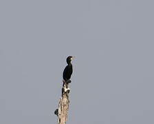 Cormoran de Vieillot