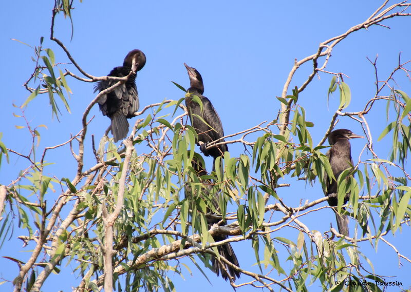Cormoran de Vieillot