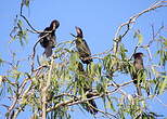 Cormoran de Vieillot