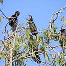 Cormoran de Vieillot