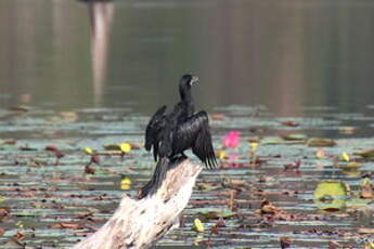 Cormoran de Vieillot