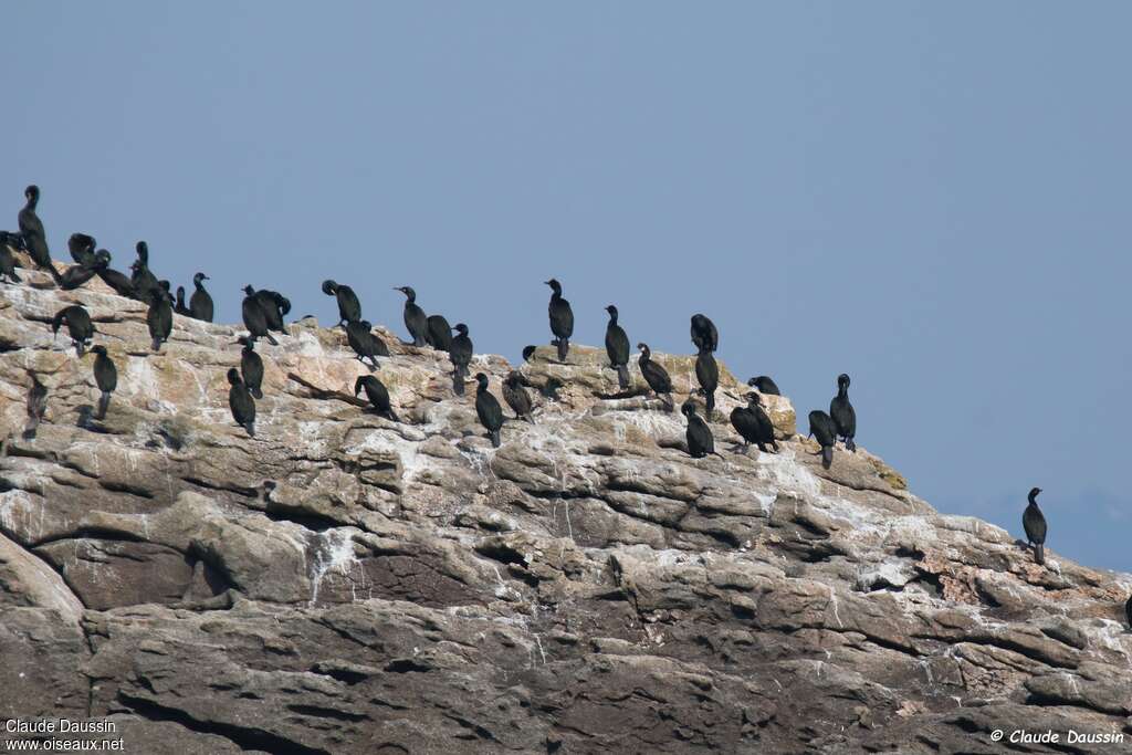 Cormoran huppé, habitat, Comportement