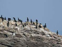 European Shag