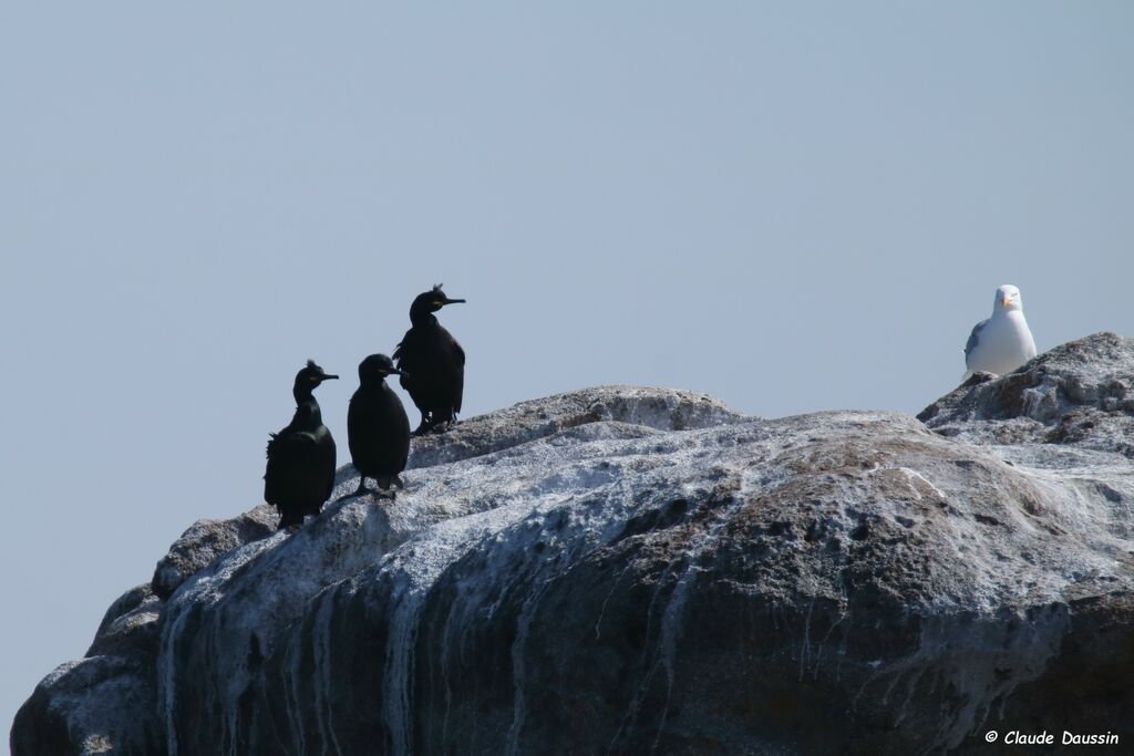 European Shag