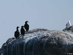 European Shag