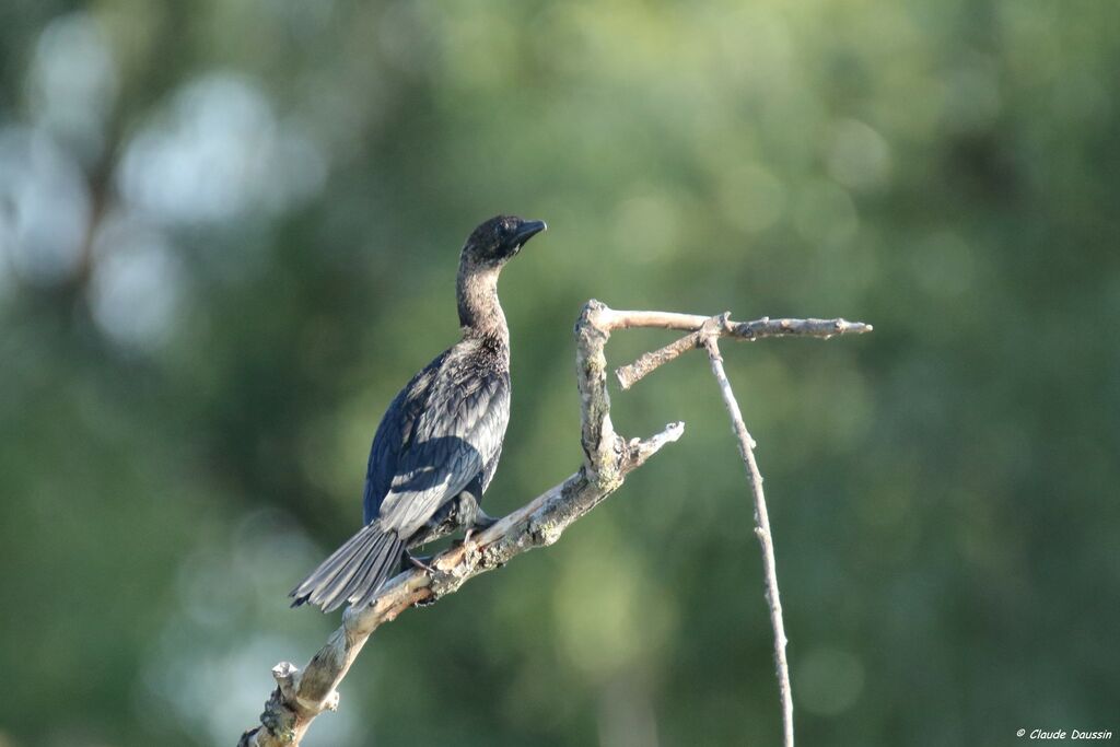 Pygmy Cormorant