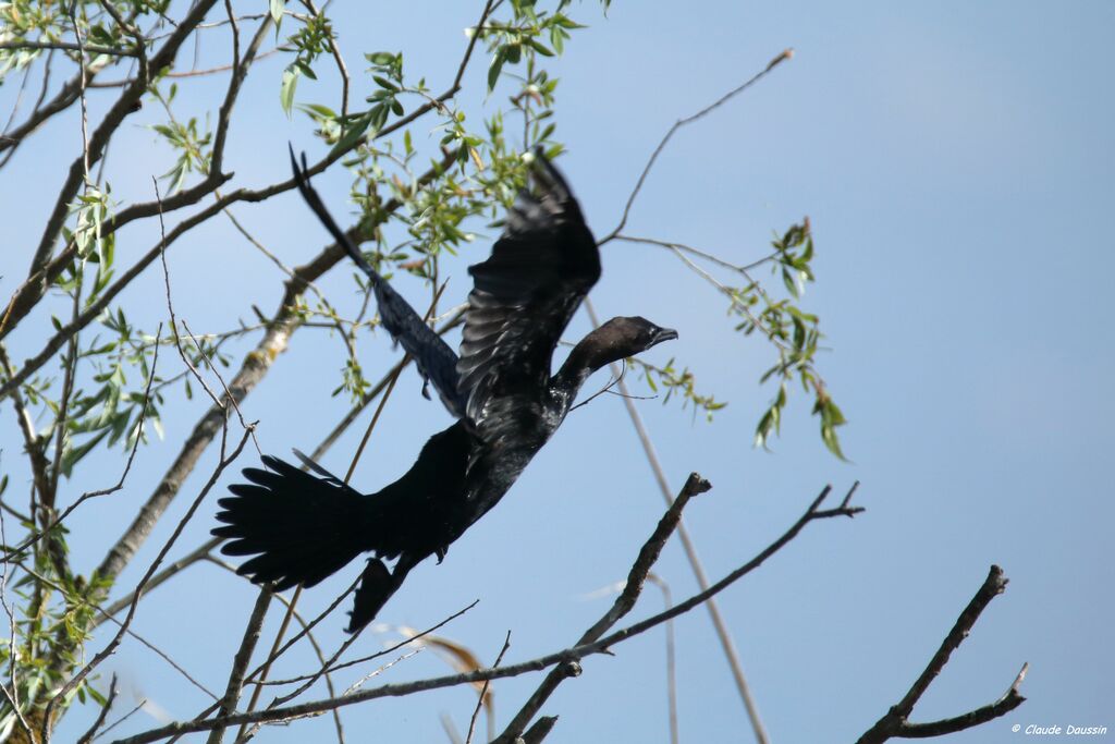 Pygmy Cormorant