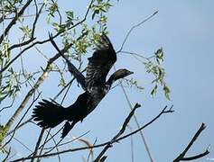 Pygmy Cormorant