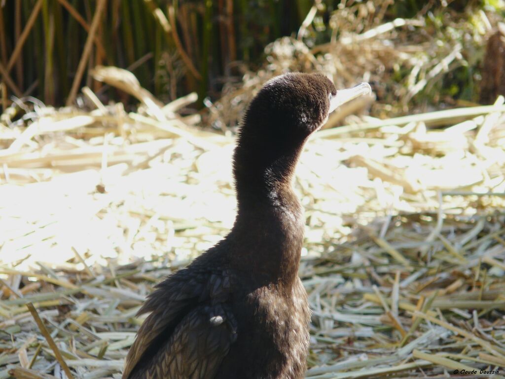 Cormoran vigua