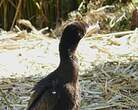 Cormoran vigua