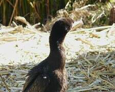 Neotropic Cormorant