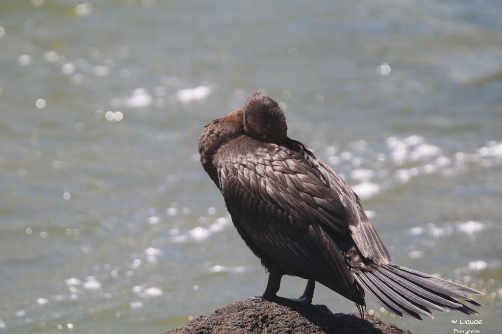 Cormoran viguaadulte