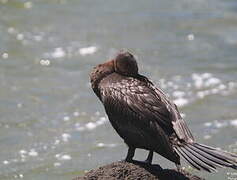 Neotropic Cormorant