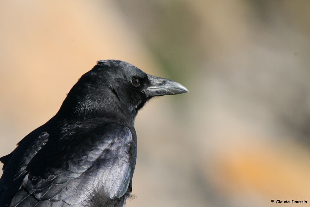 American Crow