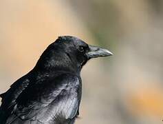 American Crow