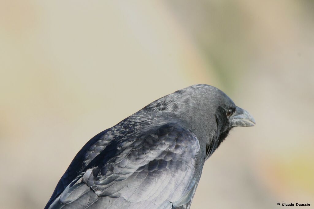 American Crow