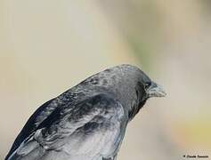 American Crow