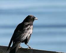 American Crow