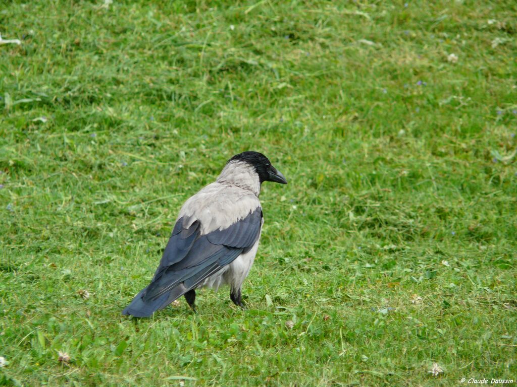 Hooded Crow