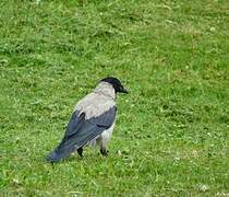 Hooded Crow