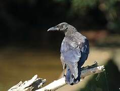 Carrion Crow