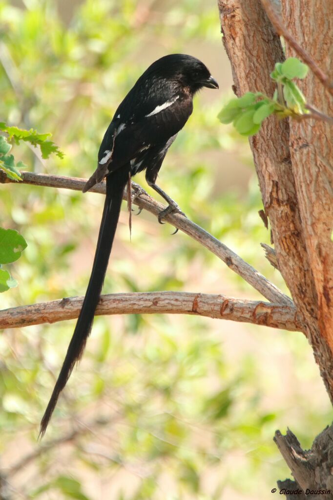 Corvinelle noir et blanc