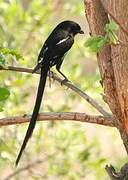 Magpie Shrike