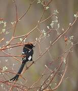 Magpie Shrike