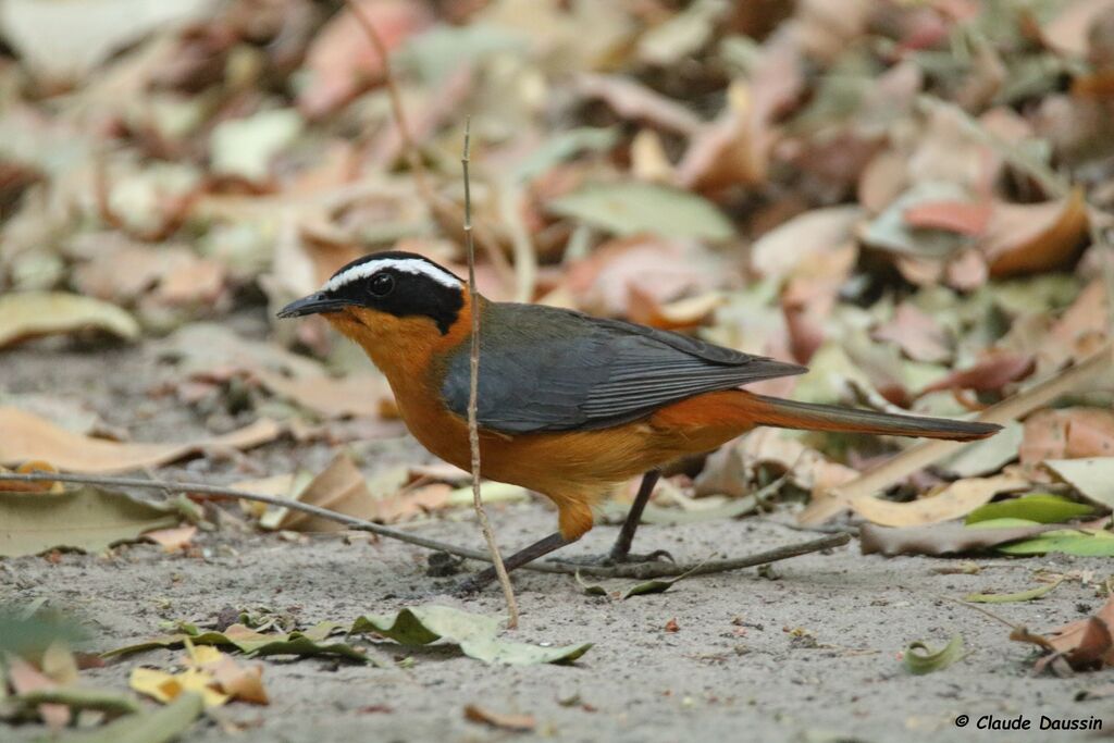 White-browed Robin-Chat