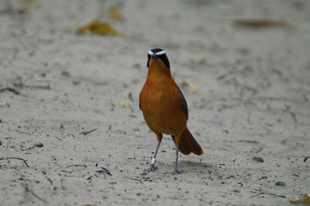 White-browed Robin-Chat