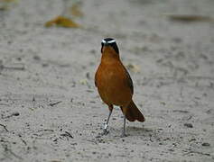 White-browed Robin-Chat