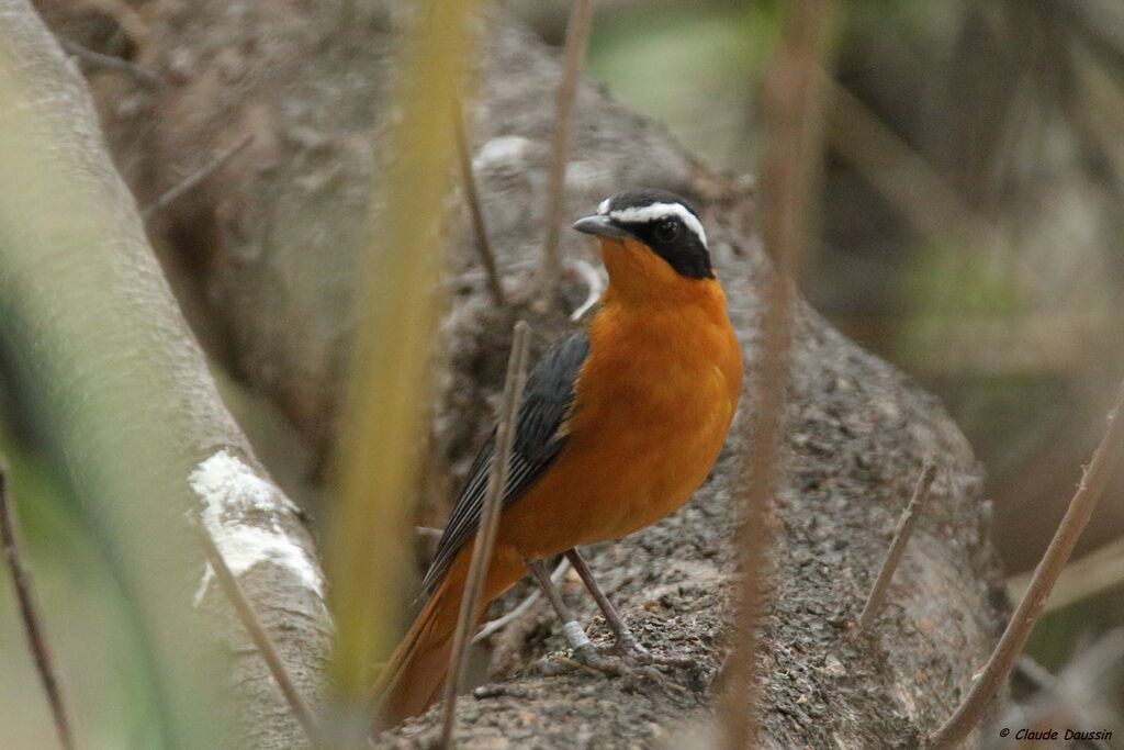 White-browed Robin-Chat